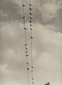 Aves de Alfred Stieglitz