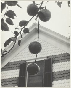 Gable y manzanas