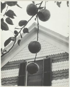 Gable y Manzanas