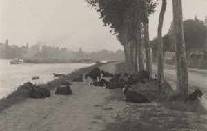 Cabras a las afueras de París de Alfred Stieglitz