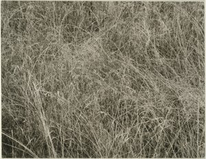 Hierba de Alfred Stieglitz