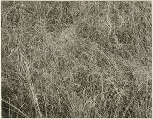 Hierba, 1933 de Alfred Stieglitz