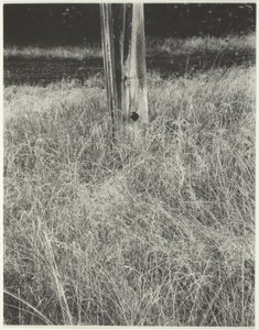 Hierba y asta de bandera de Alfred Stieglitz