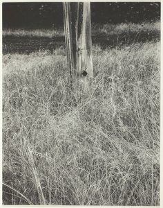 Hierba y asta de bandera, 1933 de Alfred Stieglitz