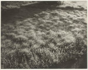 Hierba y escarcha de Alfred Stieglitz