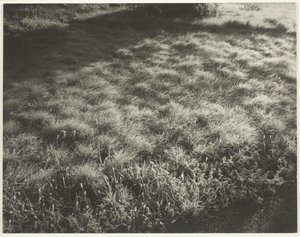 Hierba y escarcha, 1934 de Alfred Stieglitz
