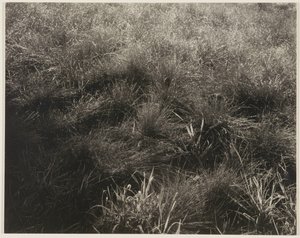 Céspedes de Alfred Stieglitz