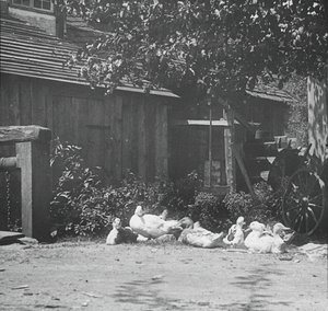 Gutach de Alfred Stieglitz