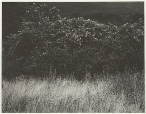 Seto y hierbas - Lago George, 1933