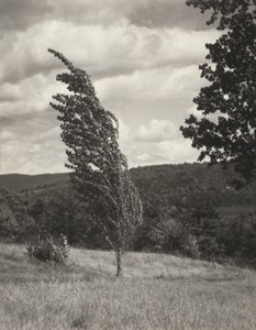 Poplar — Lago George de Alfred Stieglitz