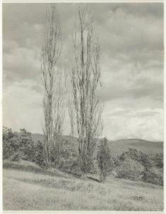Álamos—Lago George de Alfred Stieglitz