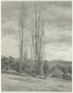 Álamos Lago George