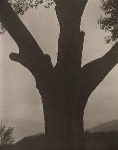 El castaño moribundo