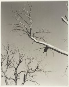 El castaño moribundo - Mi maestro de Alfred Stieglitz