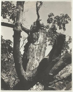 El viejo arce—Lago George de Alfred Stieglitz