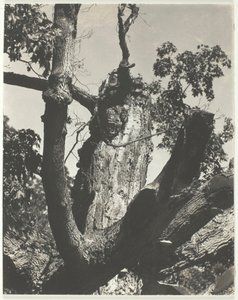 El viejo arce - Lago George, 1926 de Alfred Stieglitz