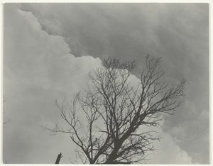 Conjunto de árboles 3 de Alfred Stieglitz