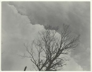 Conjunto de árboles 3 de Alfred Stieglitz