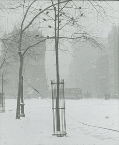 Árbol en la nieve, Ciudad de Nueva York, 1900-02 de Alfred Stieglitz