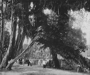 Árbol de Banyan en Kalutara, c1890, 1910 de Alfred William Amandus Plate