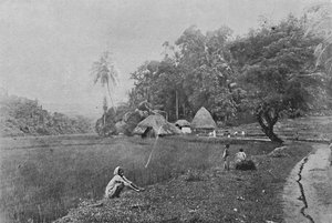 Campo de arroz cerca de Gampola de Alfred William Amandus Plate