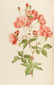 Ilustración de The genus rosa por Ellen Willmott