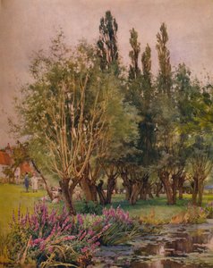 Liatris, c. 1891