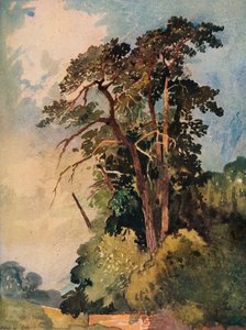 Estudio de Árboles, c1880 de Alfred William Rich