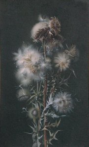 Cardo de Alice Gray