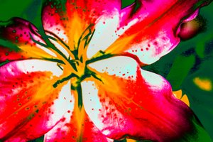 California Lily, 2016 (fotografía pintada a mano)