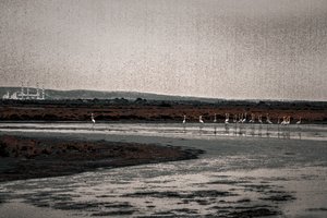 Congregación, de la serie Flamencos de Camarga, 2017 (fotografía repintada a mano).