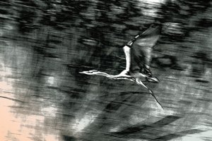 Vuelo desde Tierra Santa, 2015 (fotografía pintada a mano)
