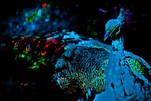 El pavo real de la princesa, 2012 (fotografía)