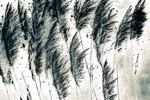 Viento del oeste, 2016 (fotografía pintada a mano)