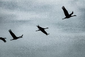 Wing on Wing, de la serie Over Hula, 2016 (fotografía).
