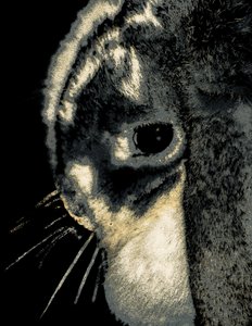 Retrato de un conejo, 2022 (fotografía repintada)