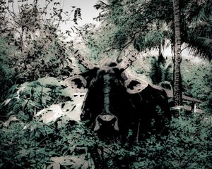 The Lodge Near Periyar, 2020 (fotografía pintada)