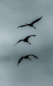 Triad, de la serie Over Hula, 2016 (fotografía).