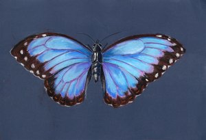 Mariposa morfo azul, 2019 (pastel) de Alison Cooper