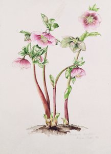Rosa de Cuaresma: Helleborus orientalis de Alison Cooper