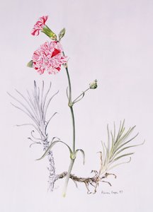 Variedad antigua de Dianthus, 1997
