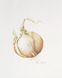 Estudio de Cebolla, 1993