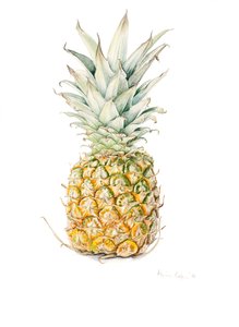 Piña madura, acuarela, 2016