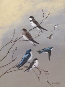 «Swallow», de Allan Brooks de Allan Brooks