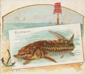 Esturión, de la serie Peces de aguas americanas N39 para Allen & Ginter Cigarettes, 1889 de Allen and Ginter