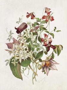 Clematis de Alois Lunzer