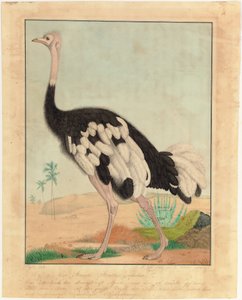 Un avestruz, de perfil, en un paisaje desértico de Aloys Zötl