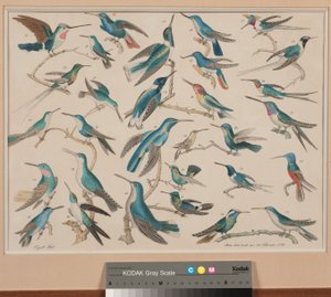 Colibríes