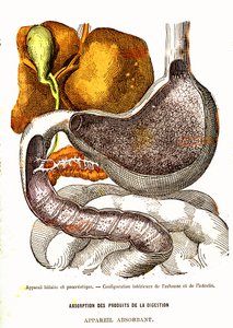 Sistema biliar y pancreático - Vida normal y salud por J. Rengade-Dibujo de A. Demarle 1881 de Alphonse Demarle