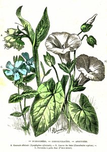 Borraginees, Convolvulacees, Apocynees: Creación Natural y Seres Vivos. Dibujo de A. Demarle. 1885 de Alphonse Demarle